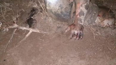 Photo of अशोकनगर जिले से बहे युवक का शव   ,शिवपुरी जिले में मिला