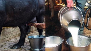 Photo of साबधान लुकवासा – आपके घर में जहरीला दूध पहुंच रहा है