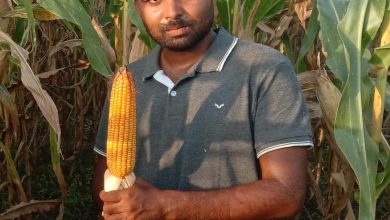 Photo of RMH-666 Star  मक्का: खरीफ सीजन में किसानों के लिए मुनाफे की गारंटी