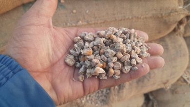 Photo of लुकवासा मंडी में गणेश ट्रेडर्स का बड़ा घोटाला: घटिया मक्का बेचने और टैक्स चोरी का पर्दाफाश